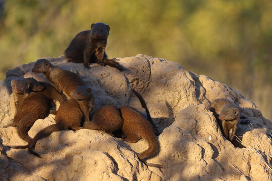 S&uuml;dliche Zwergmanguste auf Termitenh&uuml;gel / Dwarf mongoose at Termit's nest / Helogale parvula