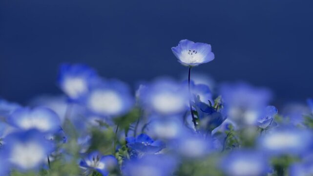 蒼海を背景に咲くネモフィラ