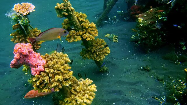 A large orange grouper and anthias hover among the coral-colonized beams of a sunken shipwreck, surrounded by golden soft corals, sea fans, and crinoids in warm tropical water. Indonesia,Bangkai Kapal