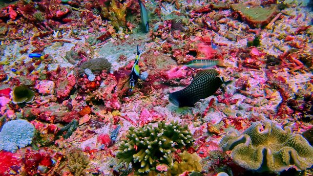 A Moorish idol, blue damselfish, hawkfish, and wrasse forage across a richly textured coral rubble reef floor bursting with pink, red, and orange encrusting organisms. Indonesia, Terumbu Karang Berwar