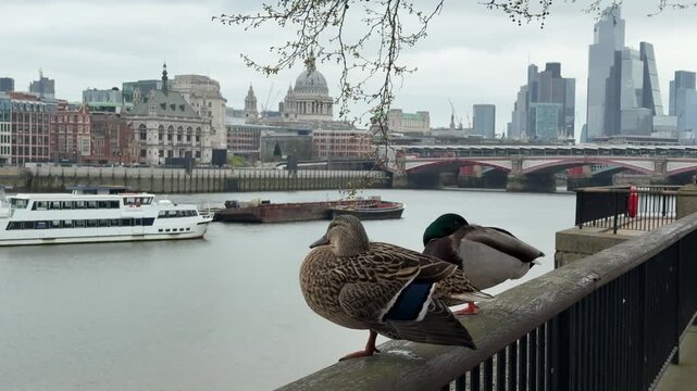 Two mallard ducks perch on a railing overlooking the River Thames with St Paul's Cathedral and the London skyline in the background on a cloudy day