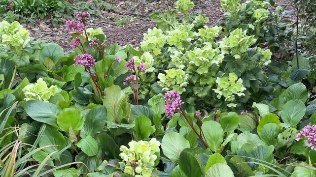 A static shot captures a vibrant garden bed filled with pink bergenia flowers and light green hellebore flowers amidst lush green foliage