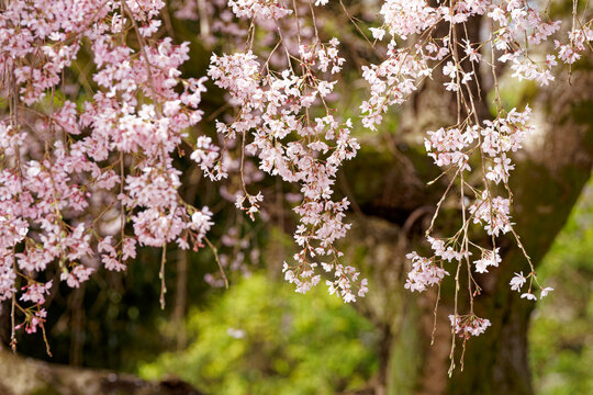 Weeping Cherry Blossoms Like a Pink Curtain in Spring