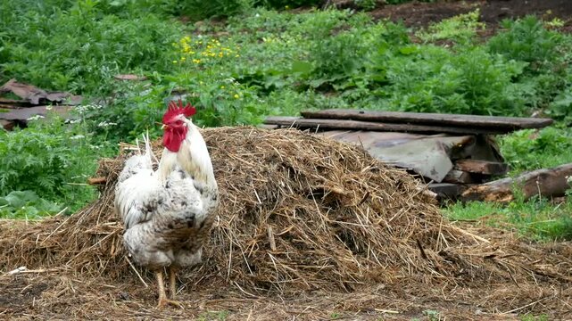 A white rooster with a red comb stands against the background of a haystack and wooden planks on a farm.