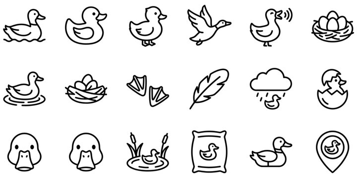 Duck life cycle and farm poultry icons featuring wild birds water habitat birdwatching equipment and domestic livestock farming elements.