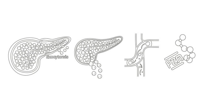 Pancreatic Acinar Cell Exocytosis and Enzyme Secretion Diagram