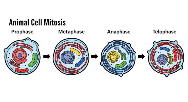 Stages of Animal Cell Mitosis Educational Diagram