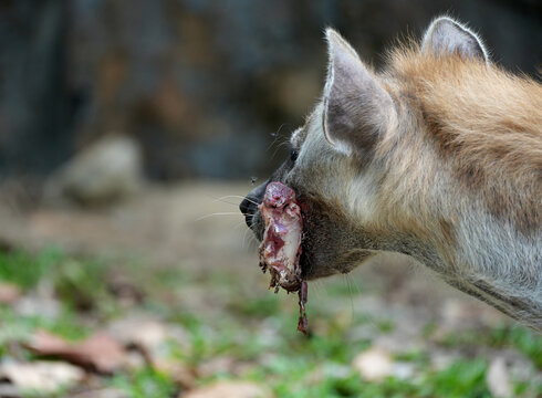 Spotted hyena scavenging and crushing bones of a carcass