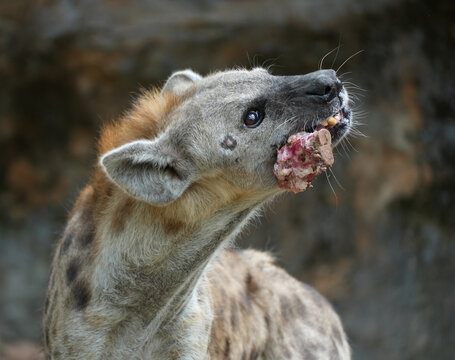 Spotted hyena scavenging and crushing bones of a carcass