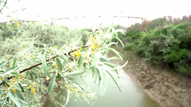 Swaying oleaster flowering branch with canal in background