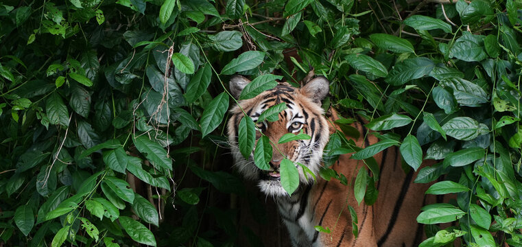 Close-up of an Indochinese tiger camouflaged and lurking in dense green bushes