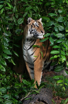 Close-up of an Indochinese tiger camouflaged and lurking in dense green bushes