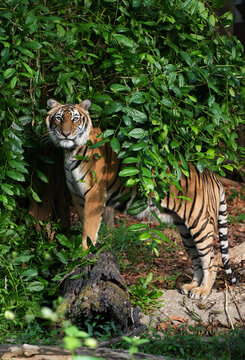 Close-up of an Indochinese tiger camouflaged and lurking in dense green bushes