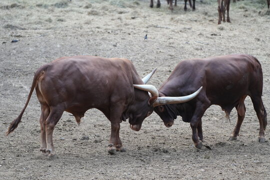 Two powerful male Ankole-Watusi bulls fighting