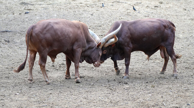 Two powerful male Ankole-Watusi bulls fighting