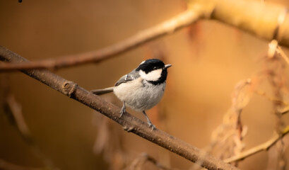 Coal tit on branch © karl