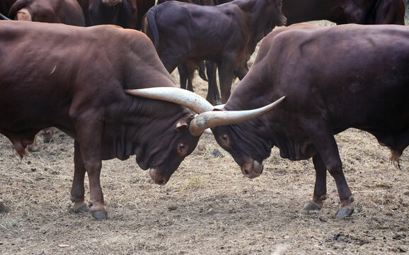 Two powerful male Ankole-Watusi bulls fighting