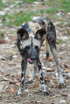 Close-up portrait of an African wild dog with large rounded ears,