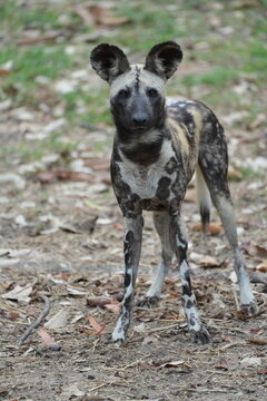 Close-up portrait of an African wild dog with large rounded ears,