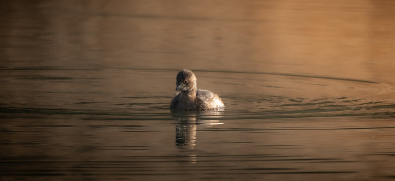 Little grebe hunting