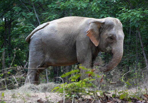 Asian elephant eating dry grass
