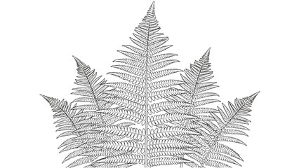 Detailed 2D AutoCAD drawing of large fern leaves © Stock Image Paradise
