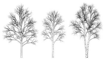 Obraz premium Three bare trees in a 2D AutoCAD illustration stand alone