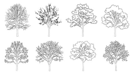 Various trees are illustrated in 2D AutoCAD drawings on paper © Stock Image Paradise