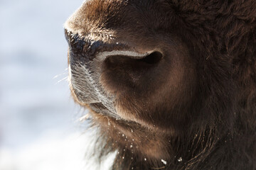 Fototapeta premium A close up of a buffalo's nose