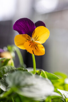 Purple and yellow pansy in bright natural light
