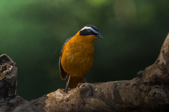 Beautiful portrait for Ruppell's Robin Chat