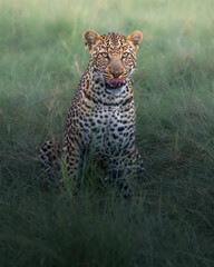 Beautiful portrait leopard in Masai Mara © ahmed