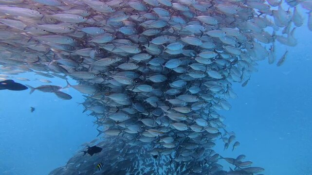 Massive School of Yellowstripe Scad Fish Swarming in Tornado Shape and Dispersing