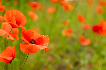 Naklejka premium Blooming poppy field with mixed wildflowers fresh green summer landscape background. Copy space