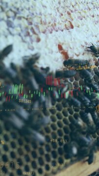 Vertical video: Cam sharpening and panning revealing honeycomb bees crawling charts showing markets