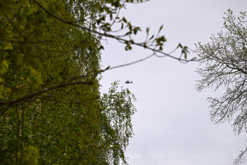 Fototapeta premium Single helicopter over trees. Blue helicopter silhouette flying over trees.