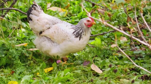 Mixed breed chicken with sussex type pattern foraging in green grass, pecking ground in outdoor farm setting. Free range poultry searching for food in natural rural environment and agriculture scene.