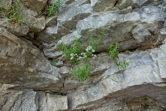 Northern Bedstraw (galium boreale) growing on a rock face, Muhu, Estonia, Europe.