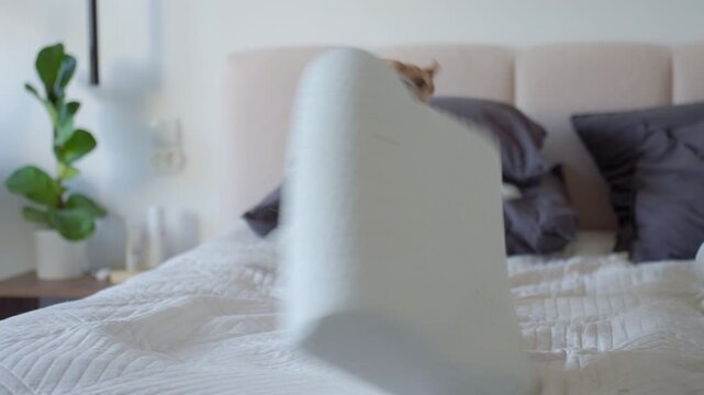 Jack Russell terrier biting pillow while playing on white bed in bedroom. Concept of active pet playful behavior and home lifestyle.