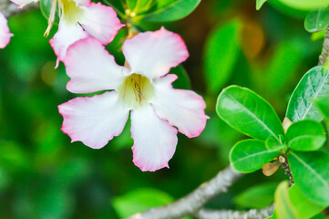 Obraz premium Desert rose, APOCYACEAE or Adenium obesum or Mock Azalea or Pink bignonia or Impala lily or white and pink flower