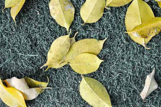 dried leaf ,wilt leaf or leaf background or fall leaves or Golden Fig leaves or Weeping Fig leaves on the ground