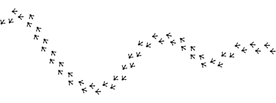 Black silhouette graphic with curved path of paw prints, representing the walking tracks of a bird
