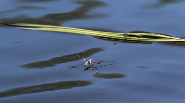Insect Gerris lacustris, known as common pond skater or common water strider is a species of water strider, found in Europe have ability to move quickly on the water surface and have hydrophobic legs
