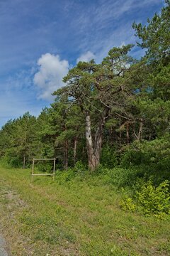 Nonni pine, nature monument in summer with clouds in the sky, Pidula, Saaremaa, Estonia, Europe.