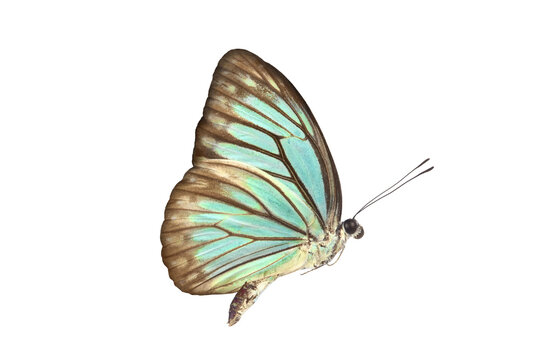 Beautiful closeup (Dark Glassy Tiger Butterfly). High-resolution image  Beautiful blue butterfly flying isolated on white background. for graphics or advertising design.