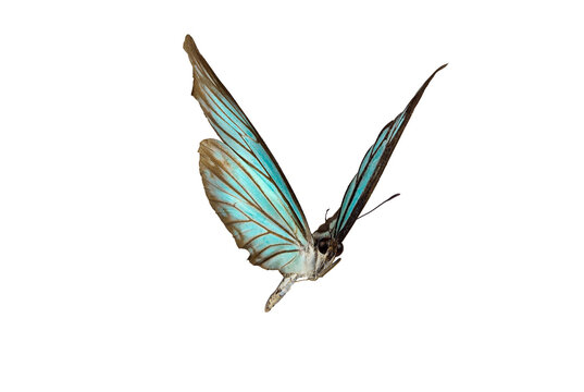 Beautiful closeup (Dark Glassy Tiger Butterfly). High-resolution image  Beautiful blue butterfly flying isolated on white background. for graphics or advertising design.