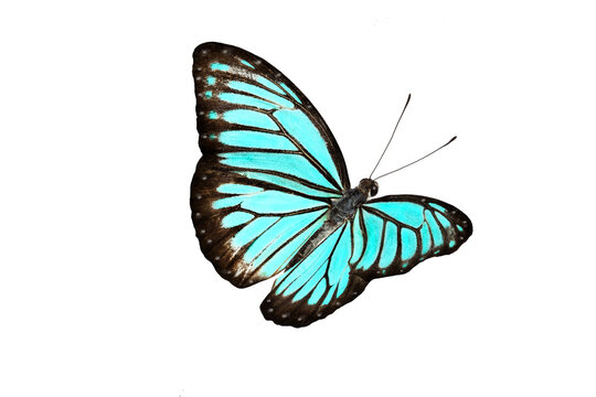 Beautiful closeup (Dark Glassy Tiger Butterfly). High-resolution image  Beautiful blue butterfly flying isolated on white background. for graphics or advertising design.
