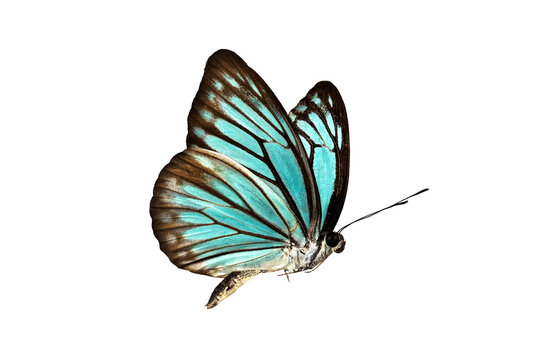 Beautiful closeup (Dark Glassy Tiger Butterfly). High-resolution image  Beautiful blue butterfly flying isolated on white background. for graphics or advertising design.