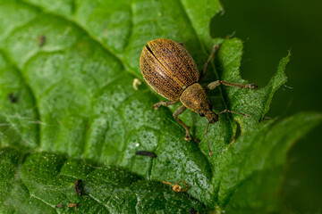 Close-up view of a brown beetle on a green leaf in a natural setting during daylight hours © Oleh Marchak