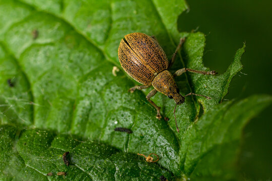 Close-up view of a brown beetle on a green leaf in a natural setting during daylight hours